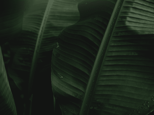 Rose Gardens III